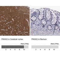 Anti-PANX2 antibody produced in rabbit 