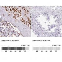 Anti-PAPPA2 antibody produced in rabbit 