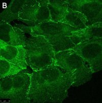 Anti-PARD-3 Antibody, clone 1N18 ZooMAb� Rabbit Monoclonal 
