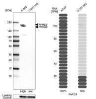 Anti-PARD3 antibody produced in rabbit 