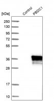 Anti-PBDC1 antibody produced in rabbit HPA003155-100UL