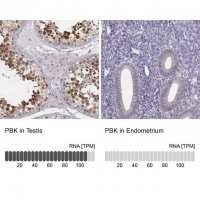 Anti-PBK antibody produced in rabbit 