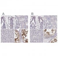 Anti-PBK antibody produced in rabbit 