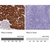Anti-PBLD antibody produced in rabbit HPA038035-100UL