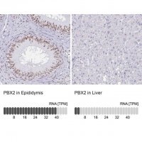 Anti-PBX2 antibody produced in rabbit HPA061478-100UL