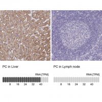 Anti-PC antibody produced in rabbit 