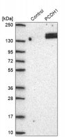 Anti-PCDH1 antibody produced in rabbit HPA047720-100UL