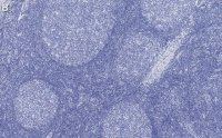 Anti-PCNA Antibody, clone 3B22 ZooMAb® Rabbit Monoclonal