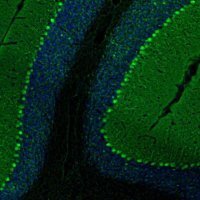 Anti-PCP4 antibody produced in rabbit 