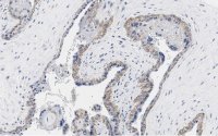 Anti-PD-L1/CD274 Antibody, clone 3O12 ZooMAb� Rabbit Monoclonal 