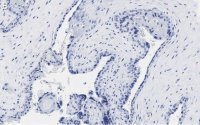 Anti-PD-L1/CD274 Antibody, clone 3O12 ZooMAb� Rabbit Monoclonal 