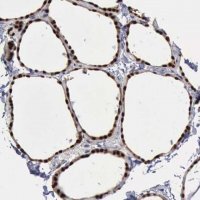 Anti-PDCD4 antibody produced in rabbit