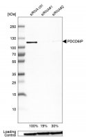 Anti-PDCD6IP antibody produced in rabbit 