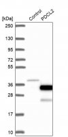 Anti-PDCL2 antibody produced in rabbit