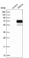 Anti-PDE1B antibody produced in rabbit 