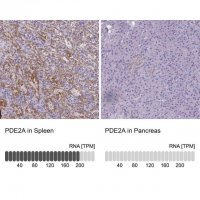 Anti-PDE2A antibody produced in rabbit 