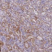 Anti-PDE2A antibody produced in rabbit 