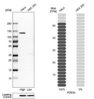 Anti-PDE3A antibody produced in rabbit 
