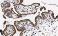 Anti-PDE4B Antibody, clone 1E9 ZooMAb� Rabbit Monoclonal 