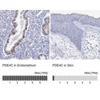 Anti-PDE4C antibody produced in rabbit