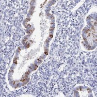 Anti-PDE4C antibody produced in rabbit