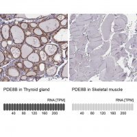 Anti-PDE8B antibody produced in rabbit 