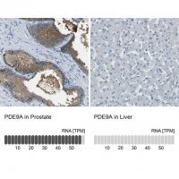 Anti-PDE9A antibody produced in rabbit