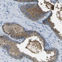 Anti-PDE9A antibody produced in rabbit