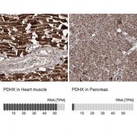 Anti-PDHX antibody produced in rabbit 
