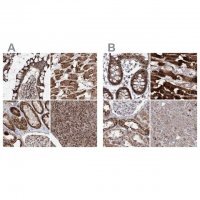 Anti-PDHX antibody produced in rabbit 