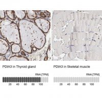 Anti-PDIA3 antibody produced in rabbit 