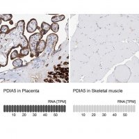 Anti-PDIA5 antibody produced in rabbit 