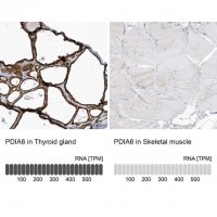 Anti-PDIA6 antibody produced in rabbit