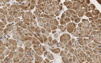 Anti-PDK4 Antibody, clone 2H5 ZooMAb� Rabbit Monoclonal 