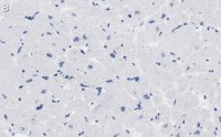 Anti-PDK4 Antibody, clone 2H5 ZooMAb� Rabbit Monoclonal 
