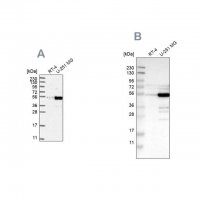 Anti-PDLIM7 antibody produced in rabbit