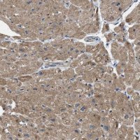 Anti-PDP1 antibody produced in rabbit HPA021152-100UL