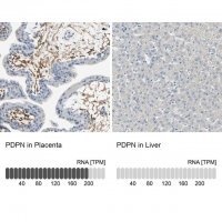 Anti-PDPN antibody produced in rabbit 
