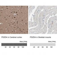 Anti-PDZD4 antibody produced in rabbit