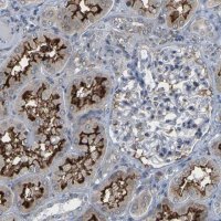 Anti-PDZK1IP1 antibody produced in rabbit 