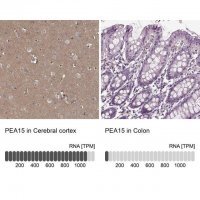 Anti-PEA15