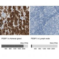 Anti-PEBP1 antibody produced in rabbit
