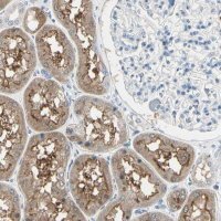 Anti-PEBP1 antibody produced in rabbit