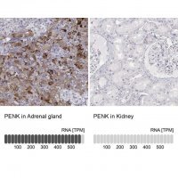 Anti-PENK antibody produced in rabbit 