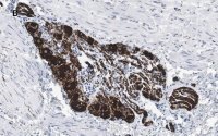 Anti-Peripherin Antibody, clone 1D4, ZooMAb� Rabbit Monoclonal 