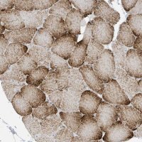 Anti-PERM1 antibody produced in rabbit 