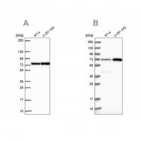 Anti-PES1 antibody produced in rabbit 
