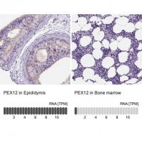 Anti-PEX12 antibody produced in rabbit