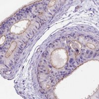 Anti-PEX12 antibody produced in rabbit
