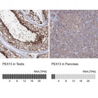 Anti-PEX13 antibody produced in rabbit
